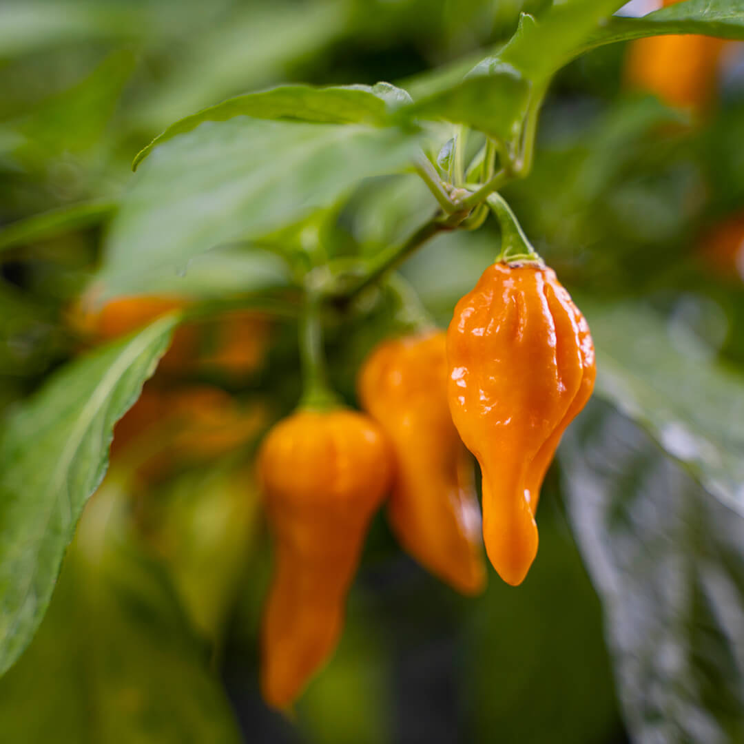 7 Pot Brain Strain (Yellow) Seeds