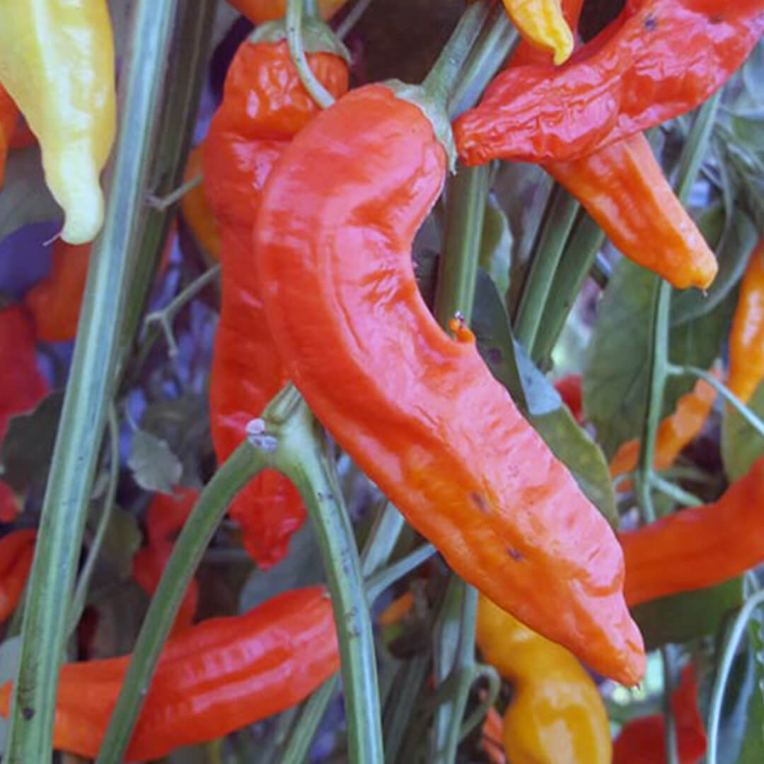 Aji Ahuachapan Seeds