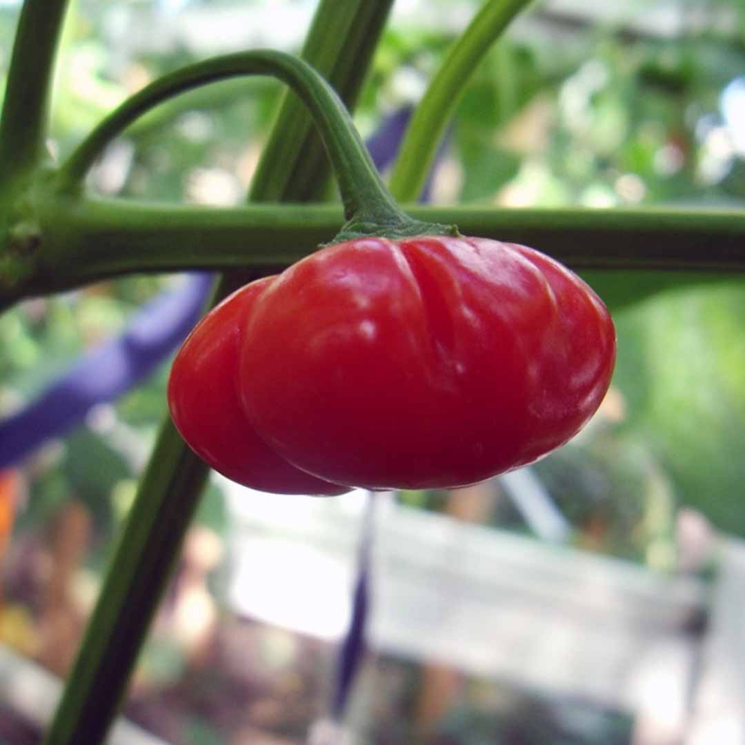 Aji Brazilian Pumpkin Seeds