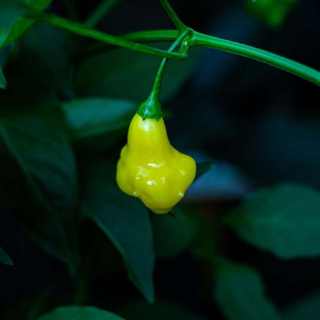 Aji Fantasy White Seeds