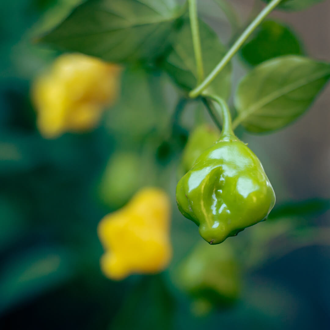 Aji Fantasy Yellow Seeds