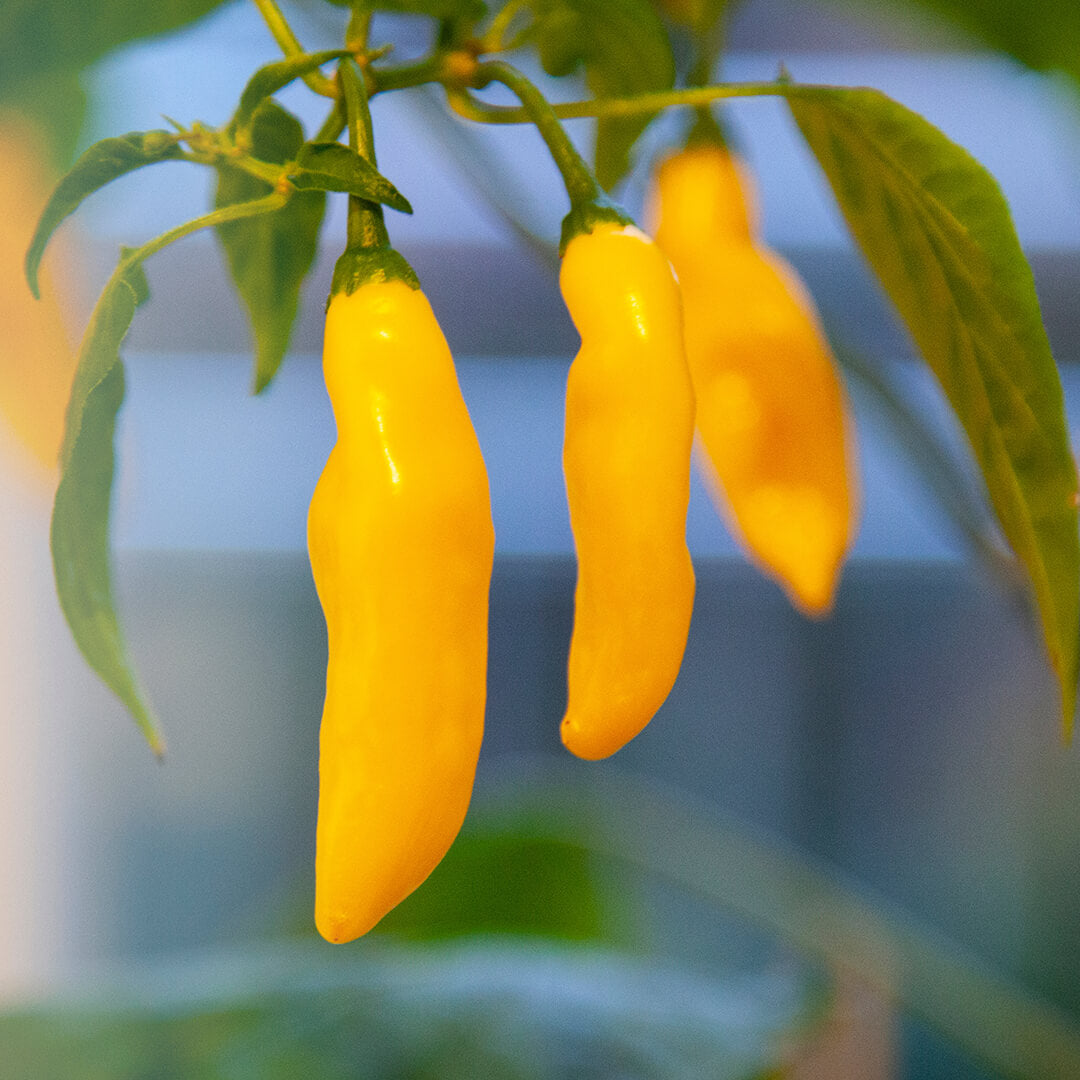 Aji Limón Lemon Drop Seeds