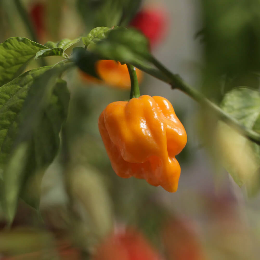 Apocalypse Orange Scorpion Seeds