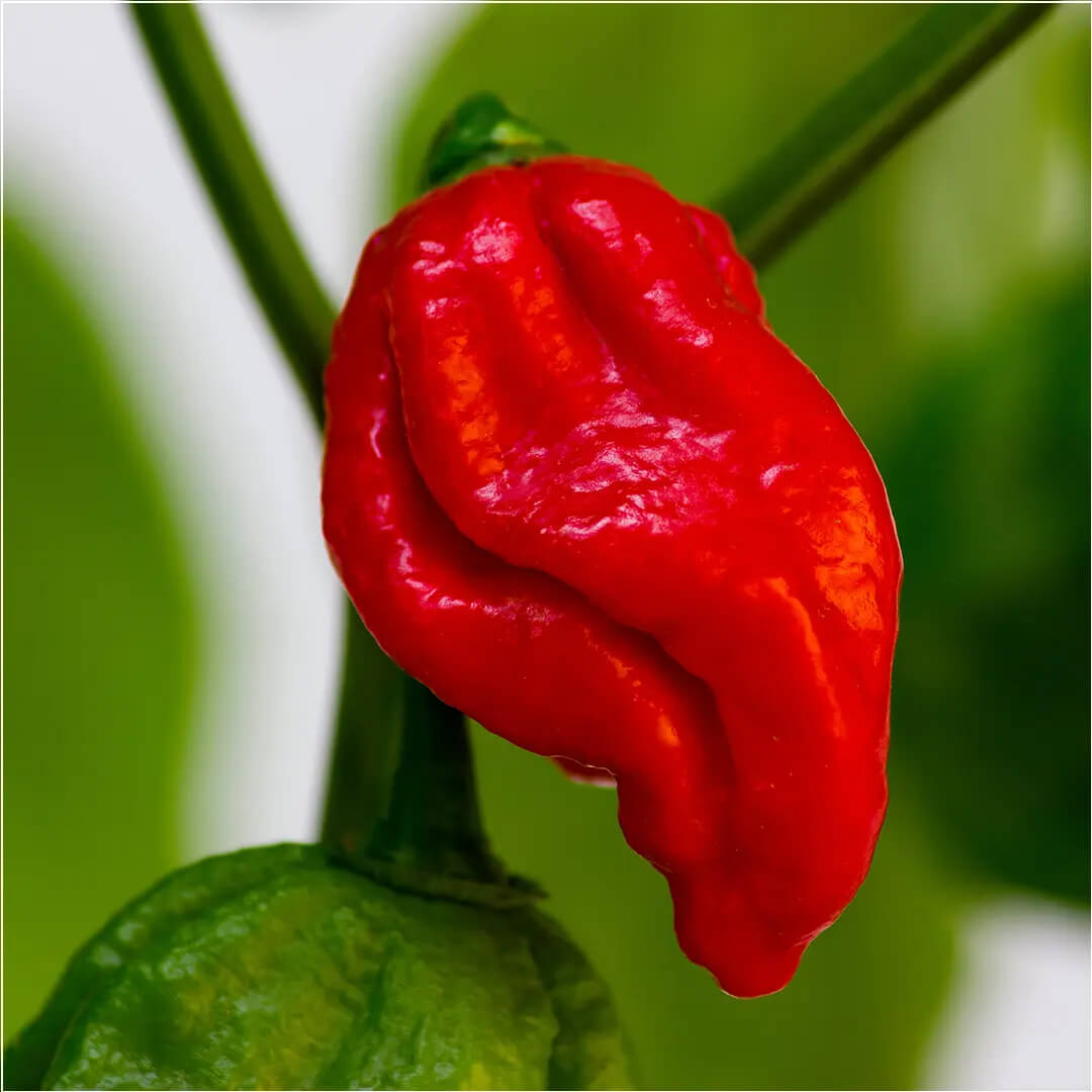 Apocalypse Red Scorpion Seeds