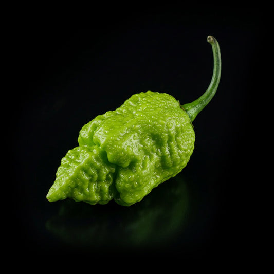 Apocalypse Red Scorpion Seeds