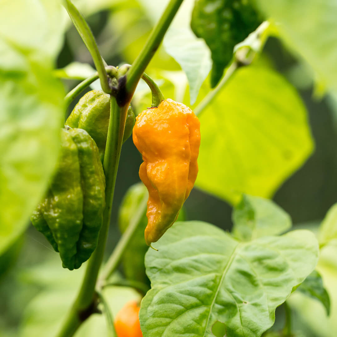 Bhut Jolokia (Yellow) Seeds