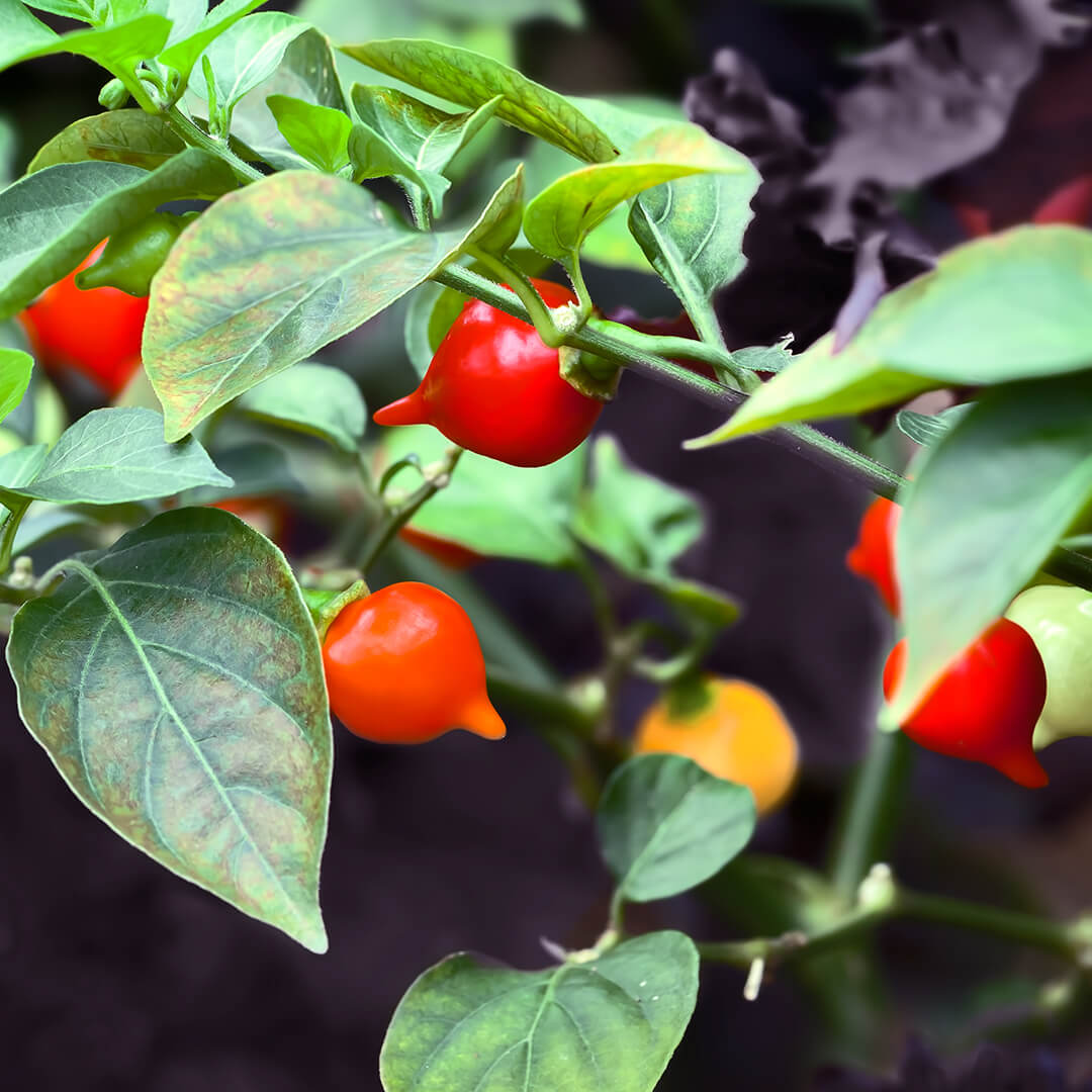 Biquinho (Yellow) Seeds