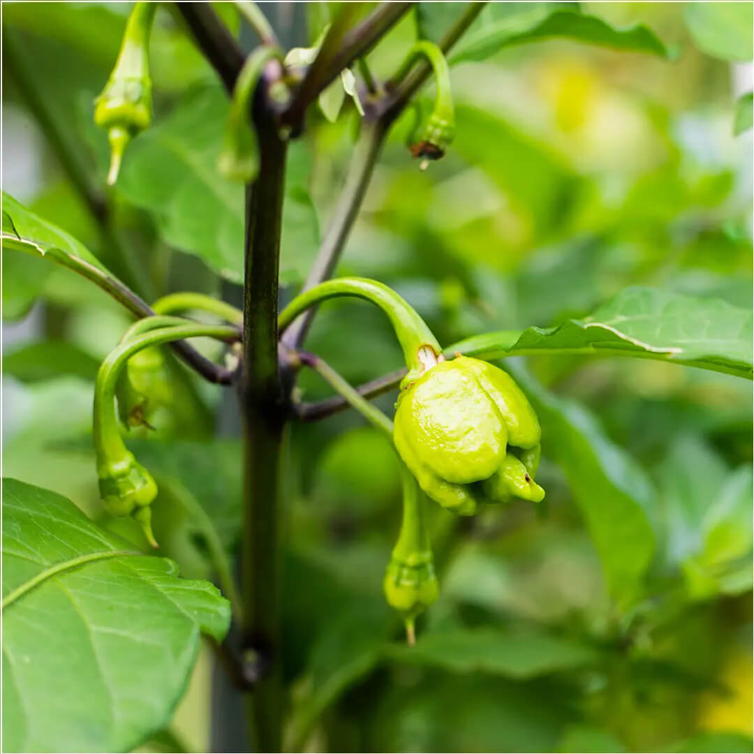 Carolina Reaper (Orange) Seeds