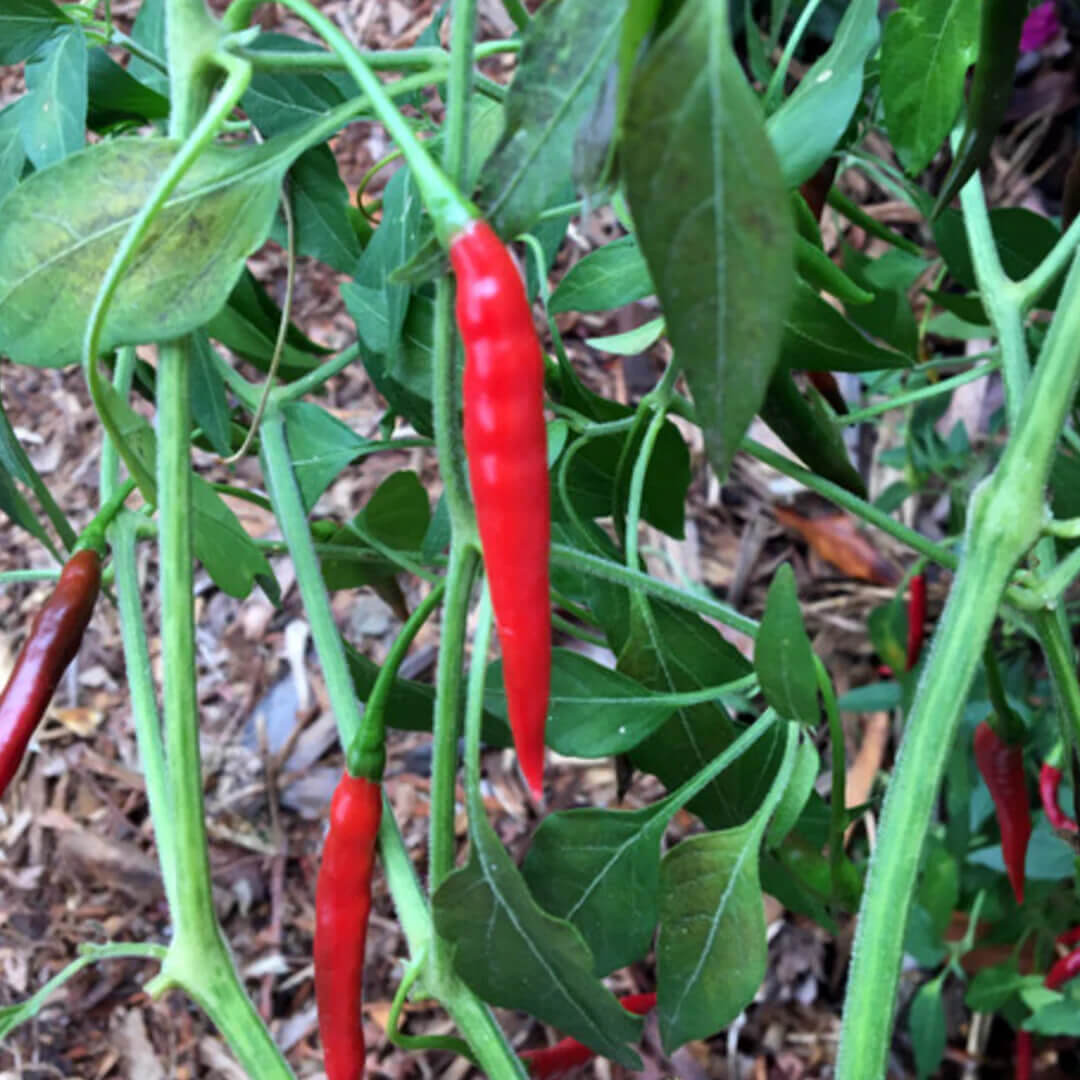 Chile de árbol Seeds
