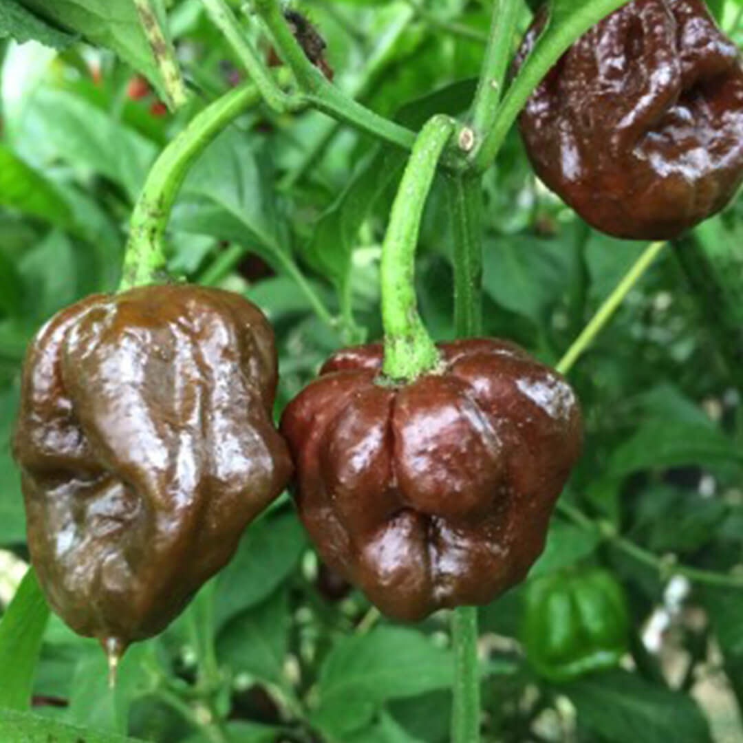 Chocolate Barrackpore Seeds