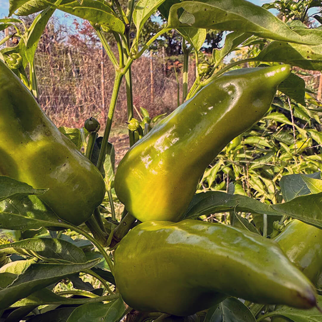 Friariello Pepper Seeds
