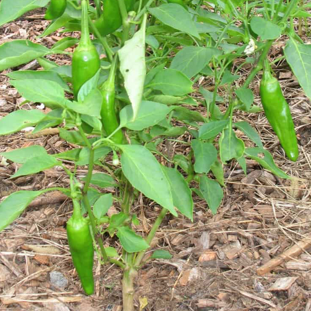 Chilli Seeds NZ Friaiello