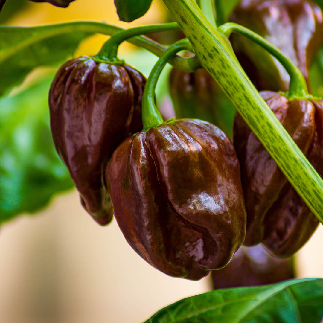 Habanero (Congo Black) Seeds