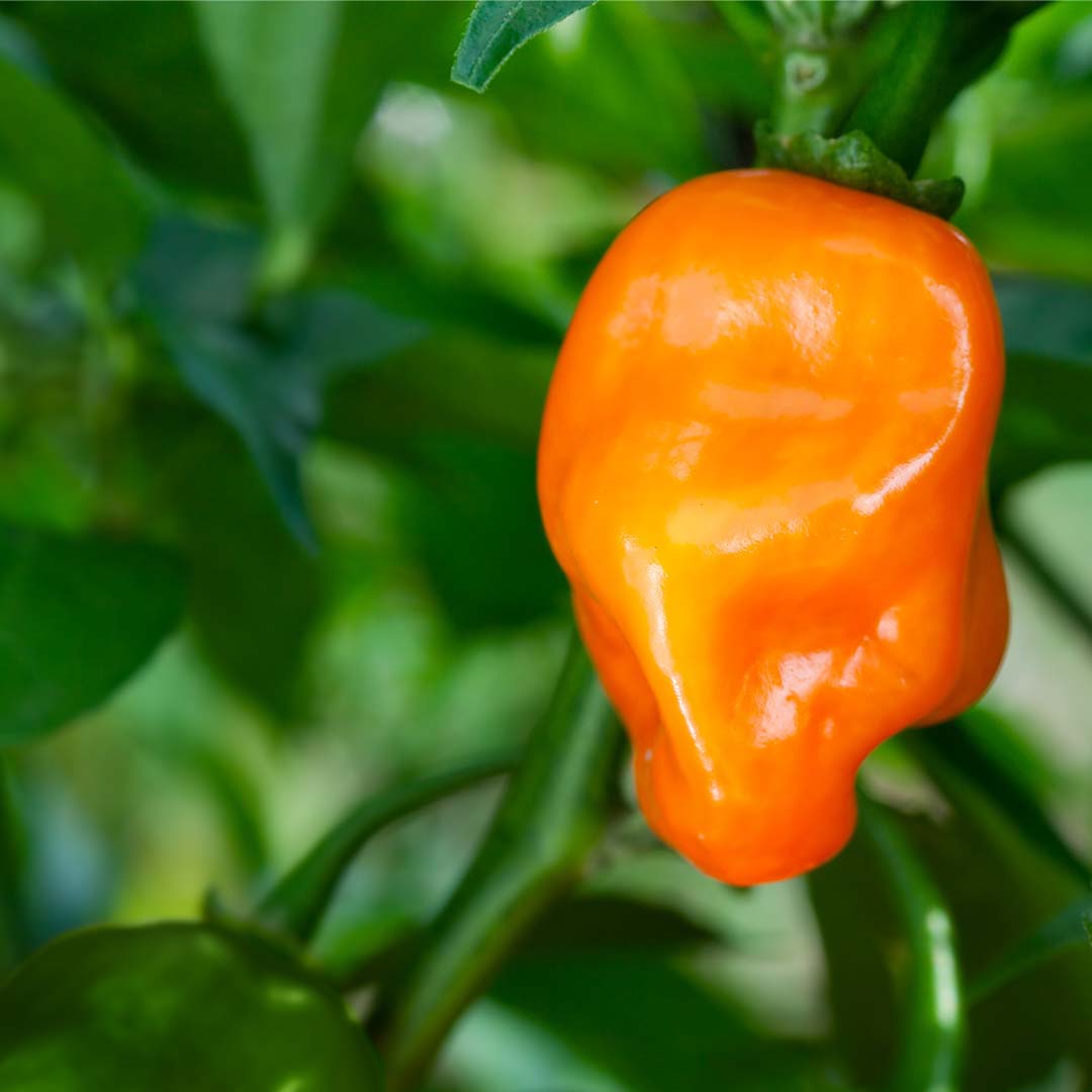 Habanero (Orange) Seeds
