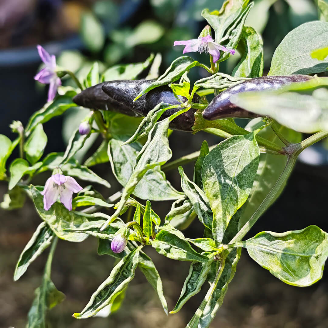 Hungarian Black Seeds
