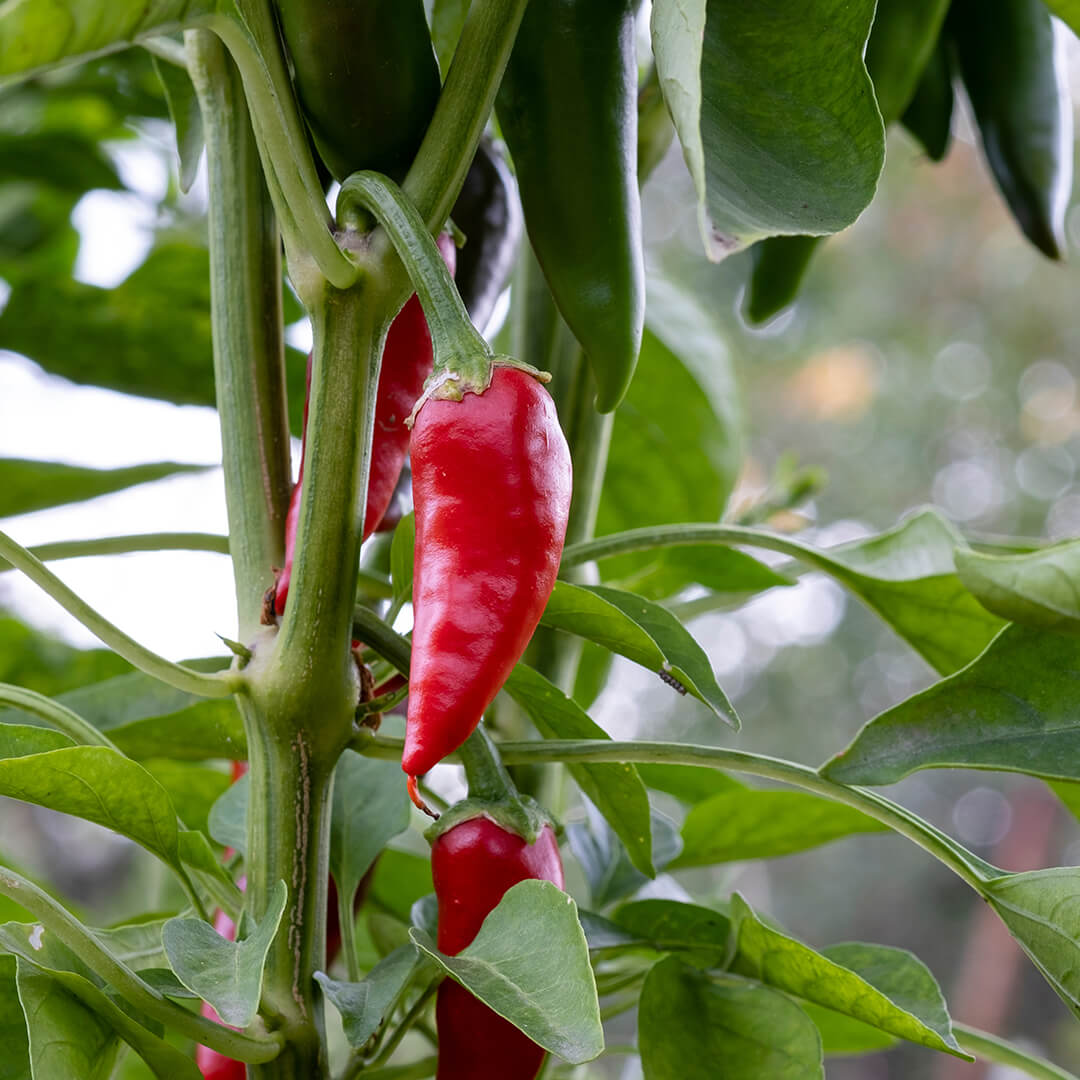 Jalapeño Seeds