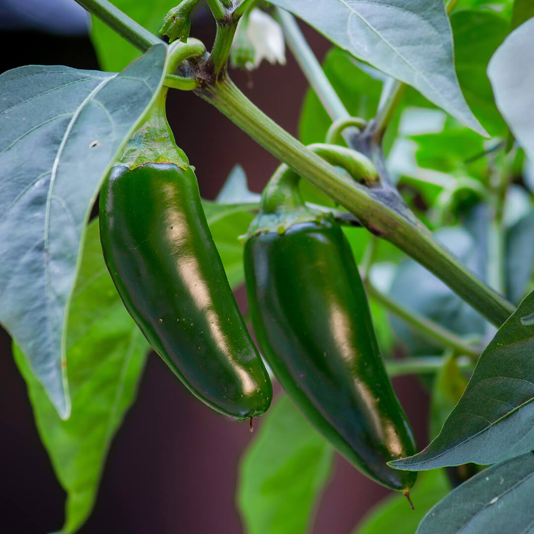 Jalapeño Megatron Seeds