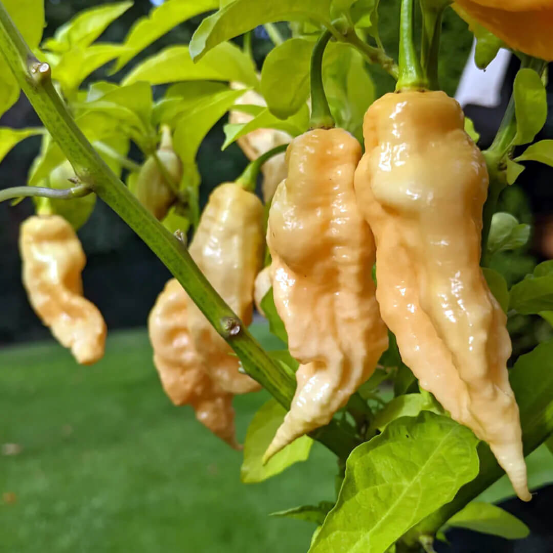 Jay’s Peach Ghost Scorpion Seeds