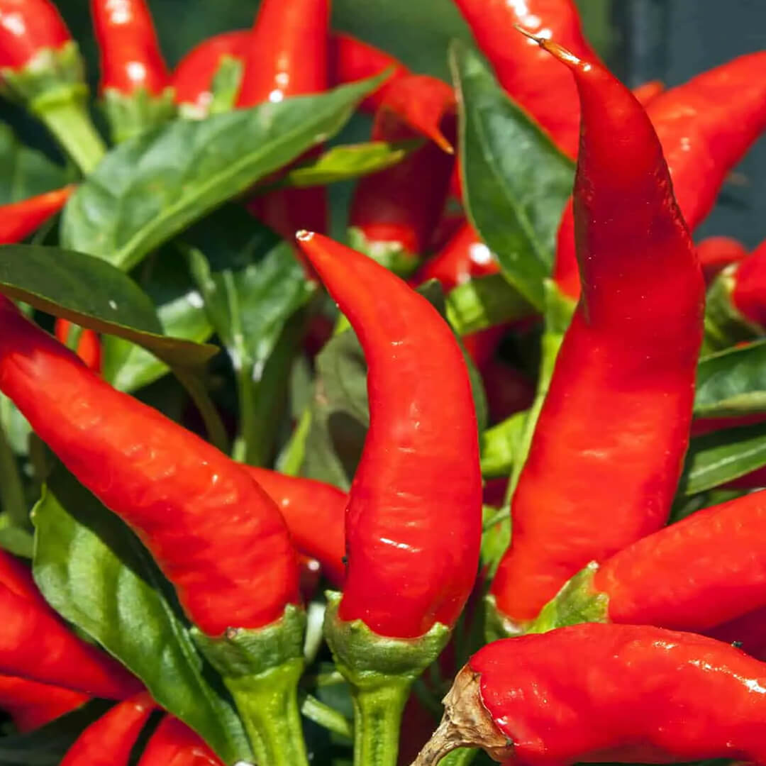 Mirasol (Guajillo) Seeds