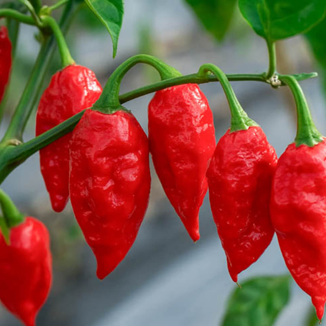 Naga Brain (Red) Seeds