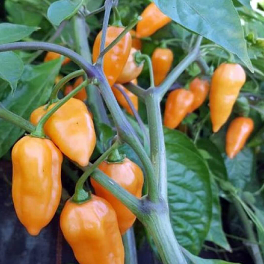 Orange Lantern Seeds