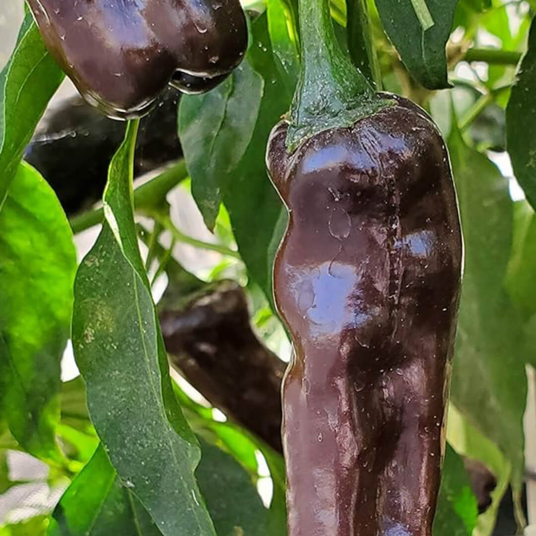 Pasilla Apaseo Seeds