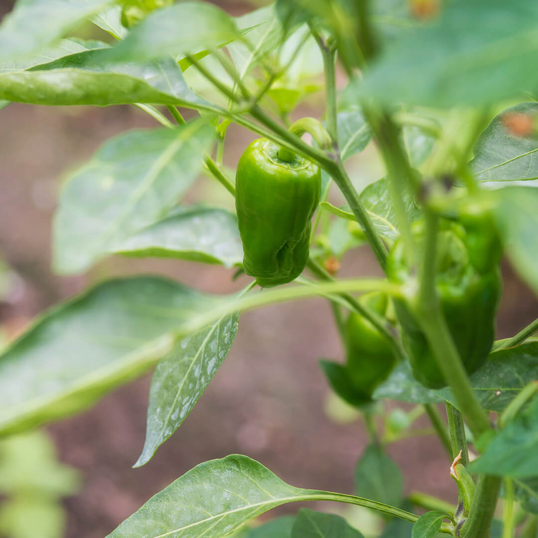 Pimientos de Padrón Seeds