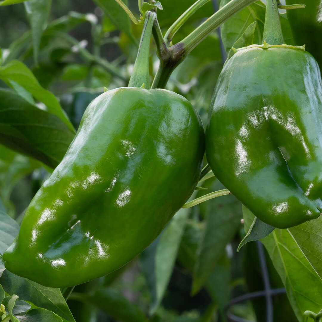 Poblano Seeds