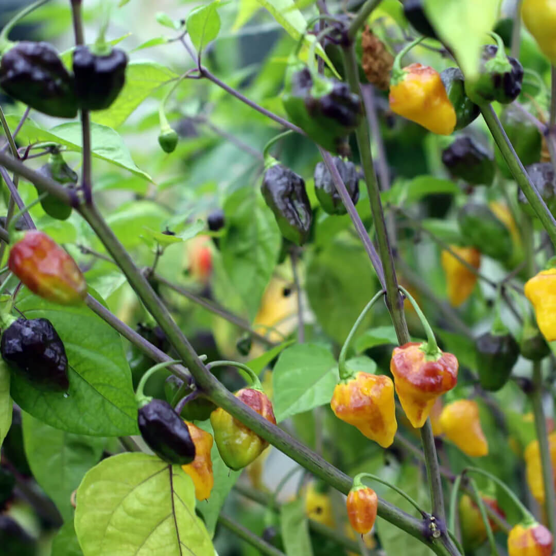 Puerto Rican (Yellow) Seeds