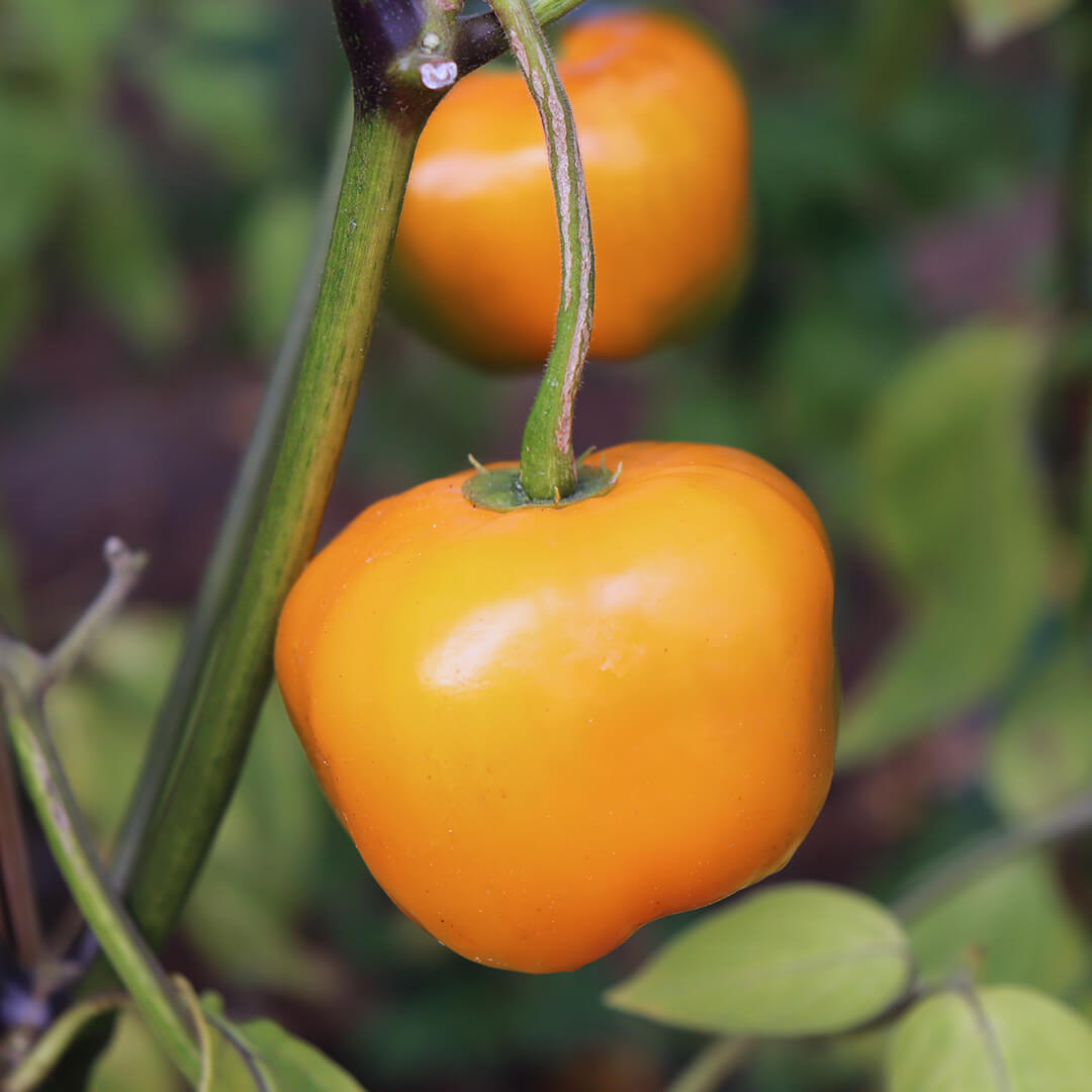 Rocoto (Yellow) Seeds