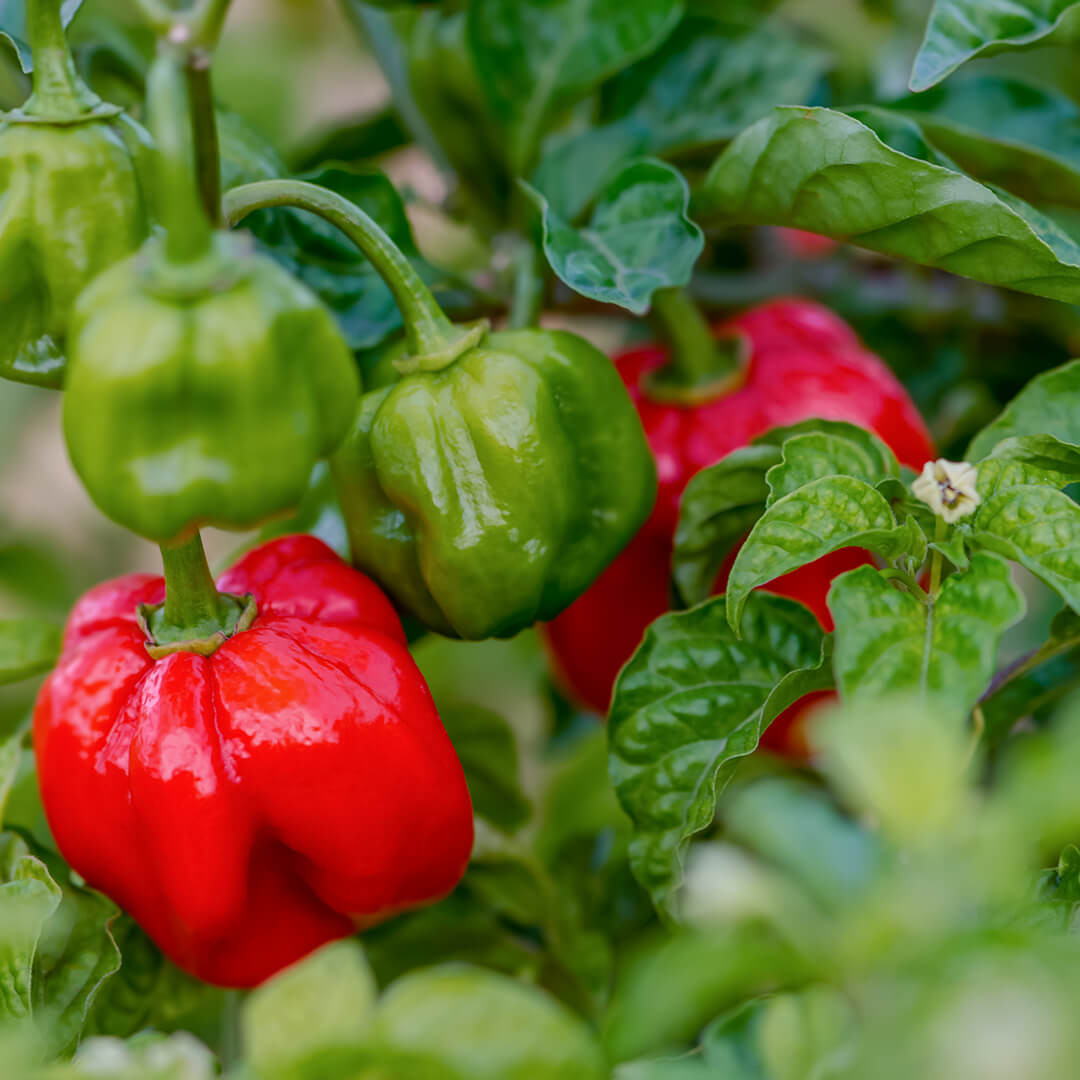 Scotch Bonnet (Red) Seeds