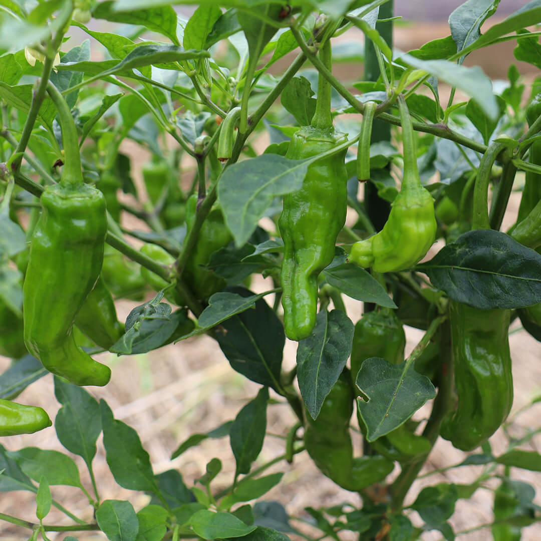 Shishito Seeds (Purple)