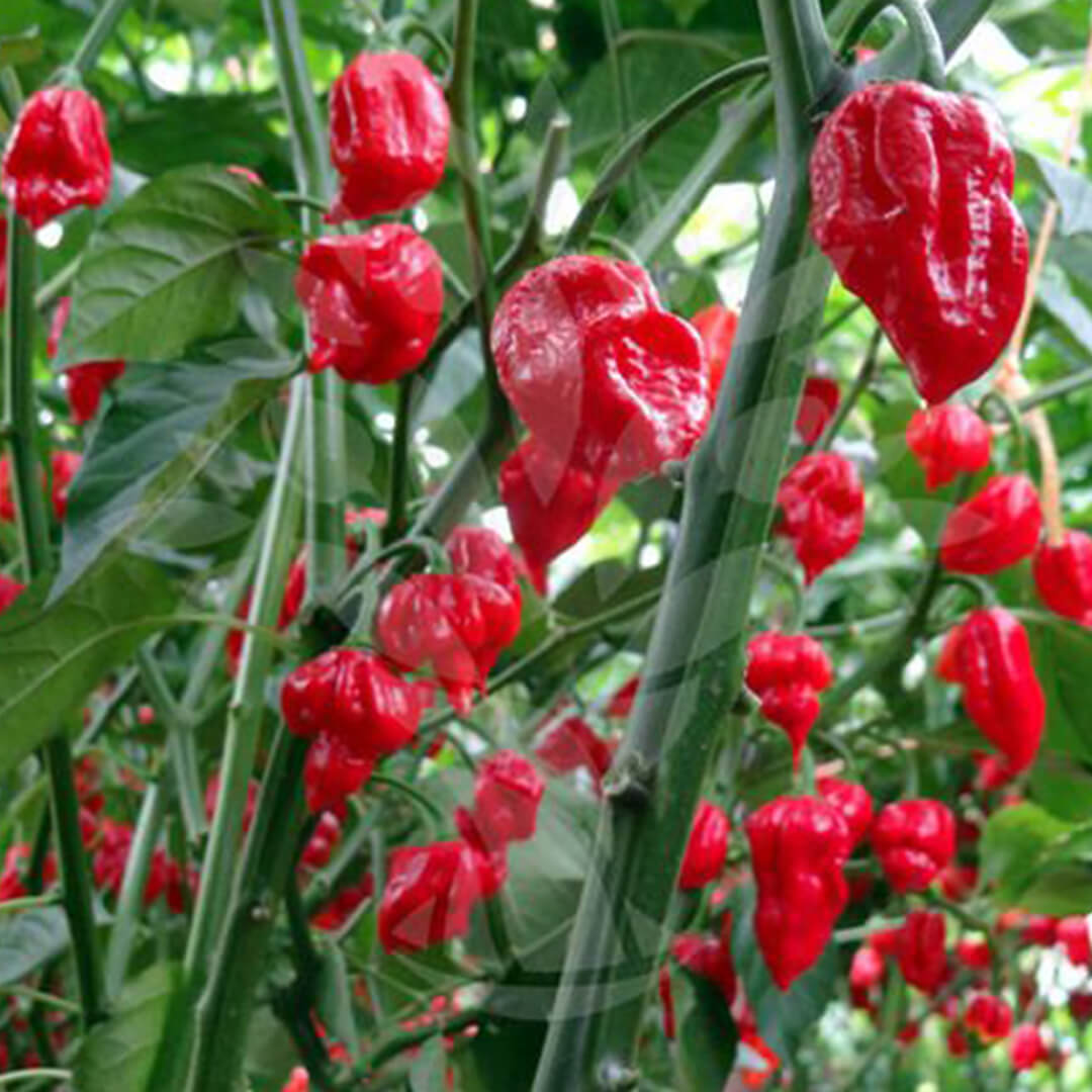 Trinidad Scorpion Butch T Pepper Seeds