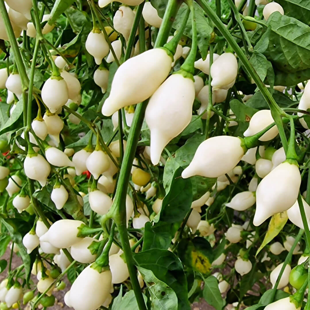 White Chupetinho Seeds