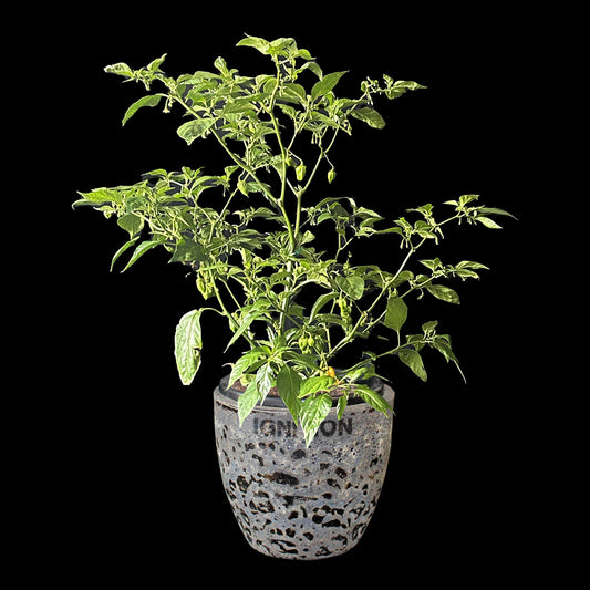 Bubblegum Naga Seeds