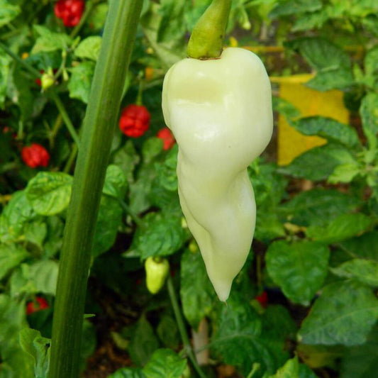 Chilli Seeds NZ Fatallii