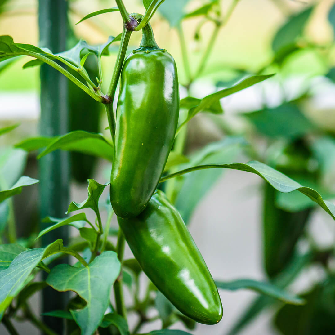 Jalapeño Goliath Seeds
