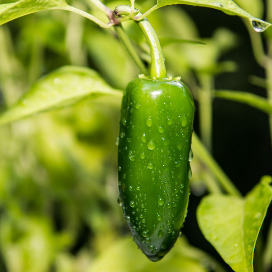 Jalapeño Megatron Seeds