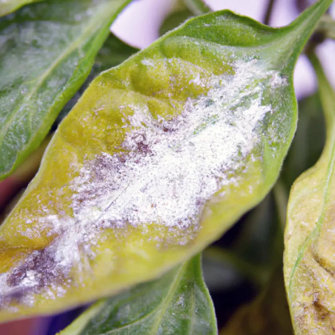 Chilli Seeds NZ Powdery Mildew on a leaf
