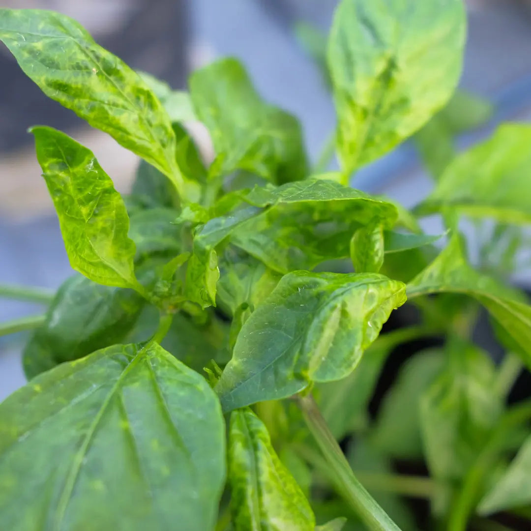 Chilli Seeds NZ Mosaic disease damage to a leaf