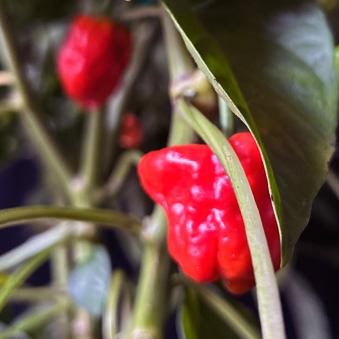 Cap Mushroom (Red) Seeds