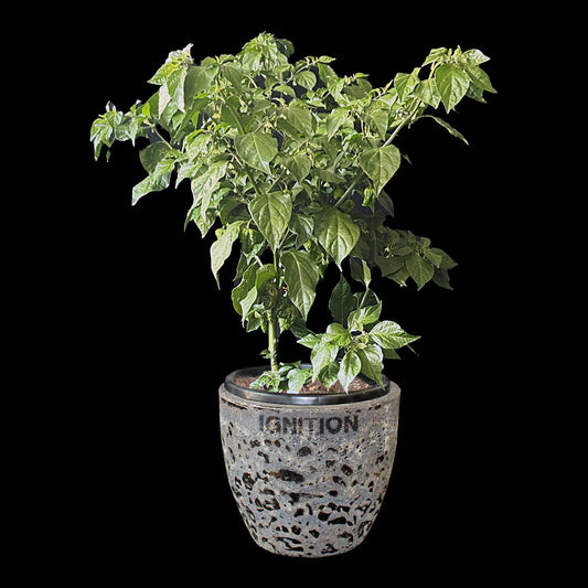 Apocalypse Orange Scorpion Seeds