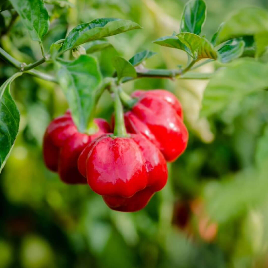 Scotch Bonnet (Red) Seeds