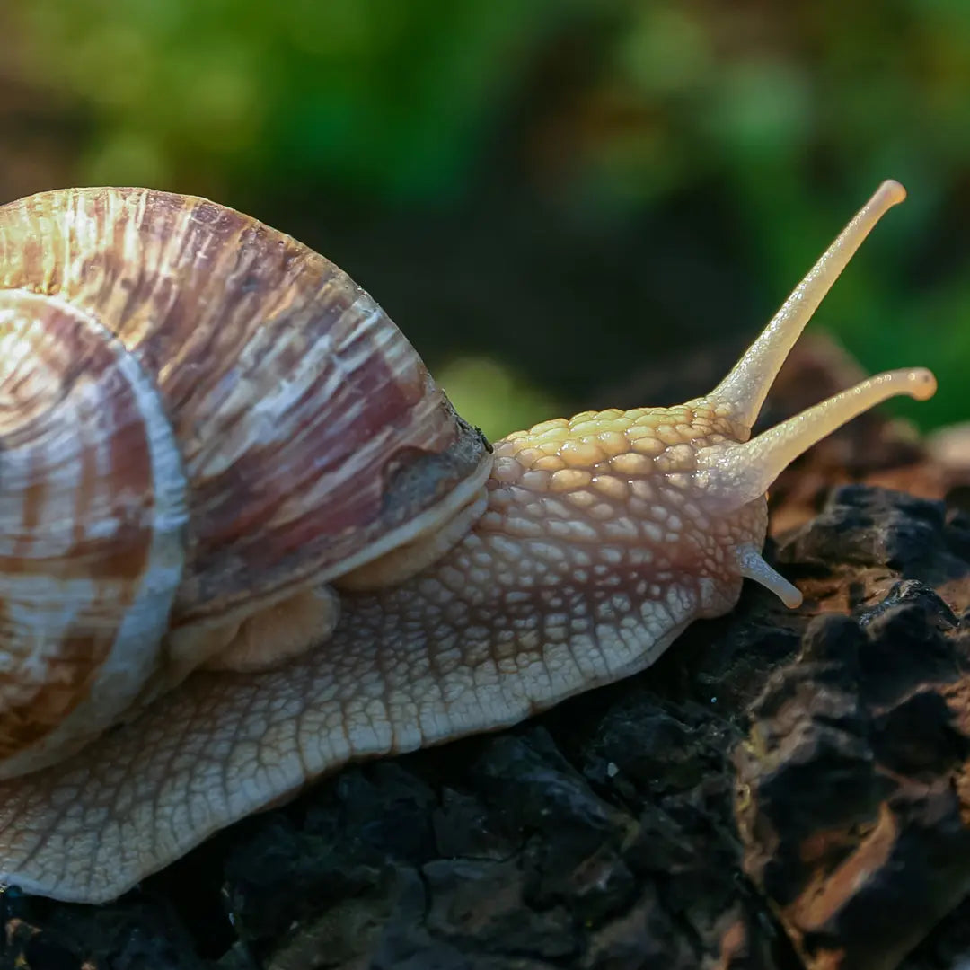 Chilli Seeds NZ close up image of a Snail