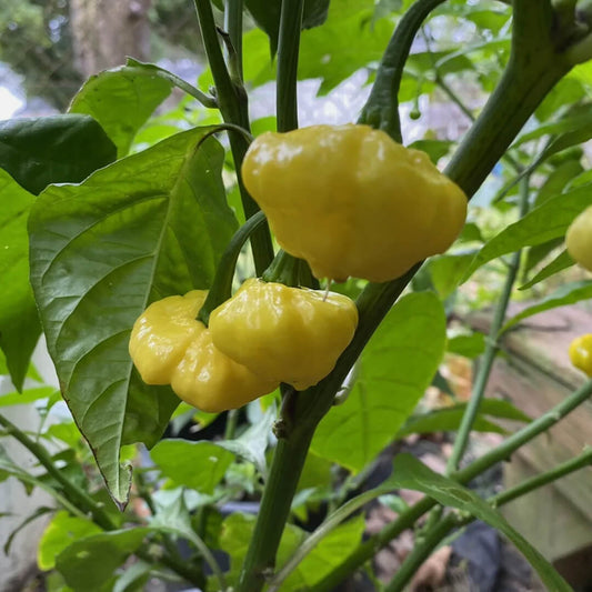 KS Lemon Starrburst Seeds