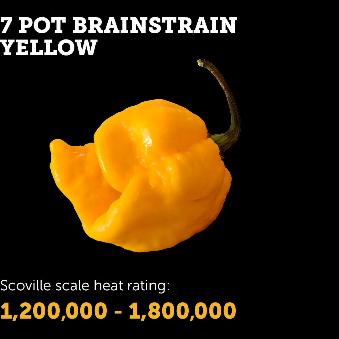 7 Pot Brain Strain (Yellow) Seeds