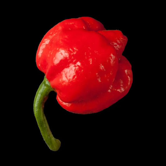 Chilli Seeds NZ Apocalypse Red Scorpion Chilli