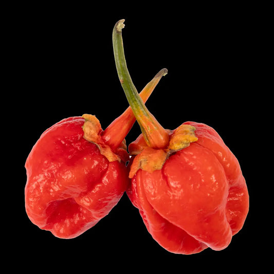 Chilli Seeds NZ 7 Pot Bubblegum Chillies