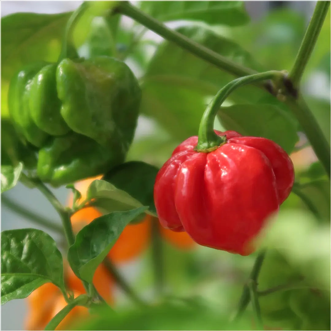 Chilli Seeds NZ Carolina Reaper Chilli Pod