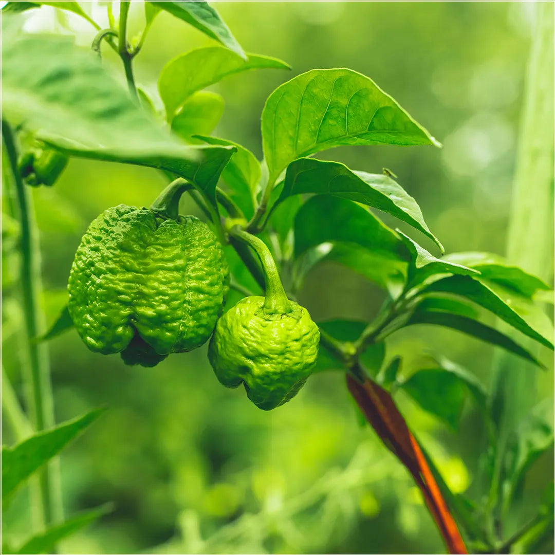 Chilli Seeds NZ Trinidad Scorpion Moruga Chilli Pods